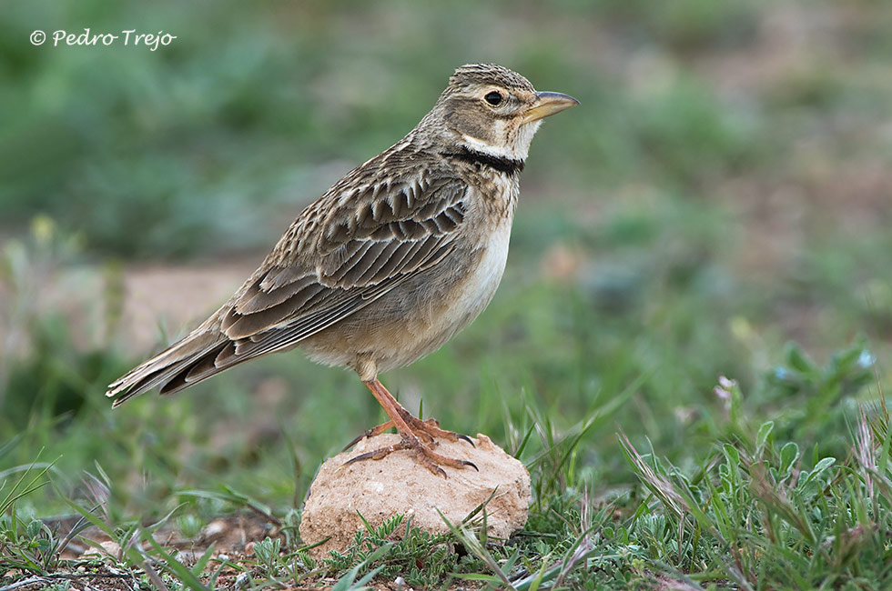 Calandria común (Melanocorypha calandra)